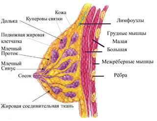 Ультразвуковое исследование молочных желез