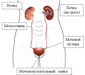 УЗИ мочевого пузыря. Мочевой пузырь и мочевая система