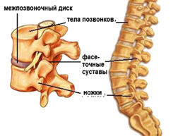 Поясничный отдел позвоночника Поясничный отдел позвоночника