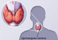 Щитовидная железа Щитовидная железа