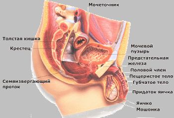 Мочеполовая система мужчины