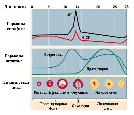 гормоны на протяжении цикла