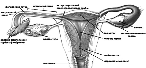 Матка и маточные трубы