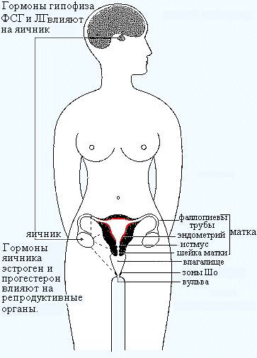 Эндокринное бесплодие