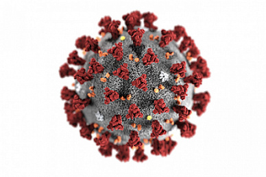 Тест на коронавирус